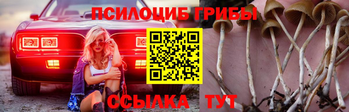 Галлюциногенные грибы Psilocybe Михайловка